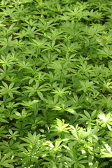 Galium odoratum