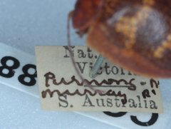 Paropsis mystica