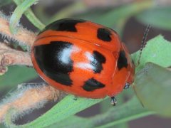 Paropsisterna octomaculata