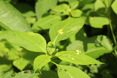 Impatiens parviflora