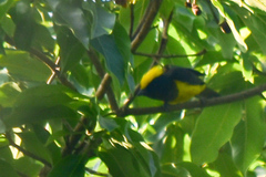 Melanochlora sultanea