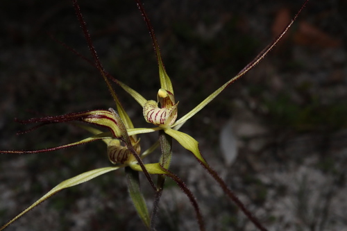 Image of Caladenia straminichila by (c) Thomas Mesaglio, some rights reserved (CC BY)