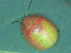 Paropsisterna pictipes