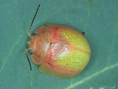 Paropsisterna pictipes