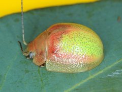 Paropsisterna pictipes