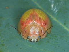 Paropsisterna pictipes