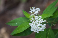 Asclepias texana