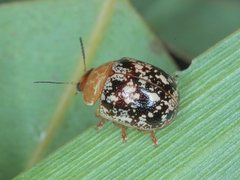 Paropsisterna tigrina