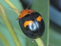 Paropsisterna octomaculata