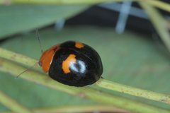 Paropsisterna octomaculata