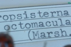 Paropsisterna octomaculata