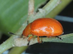 Calomela crassicornis