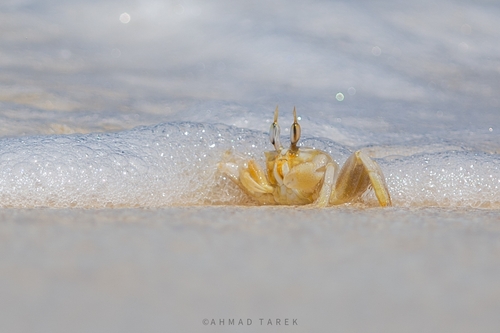 Tufted Ghost Crab