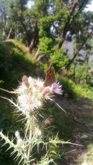 Lasiommata schakra