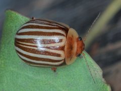 Paropsisterna lignea