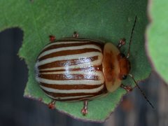 Paropsisterna lignea