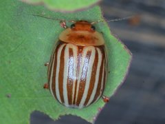 Paropsisterna lignea