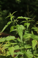 Urtica dioica