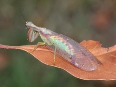 Ditaxis meridiei