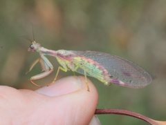 Ditaxis meridiei