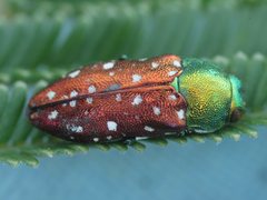 Diphucrania leucosticta