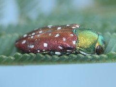 Diphucrania leucosticta