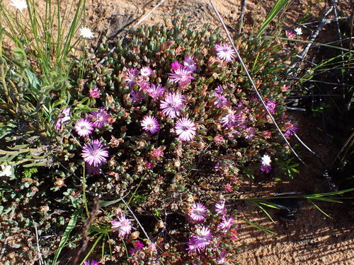 Image of Lampranthus debilis by (c) Eugene Hahndiek, some rights reserved (CC BY-SA)