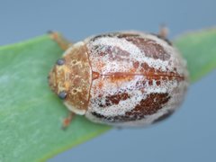 Paropsisterna semifumata