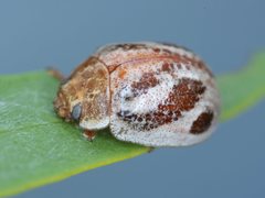 Paropsisterna semifumata