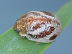 Paropsisterna semifumata