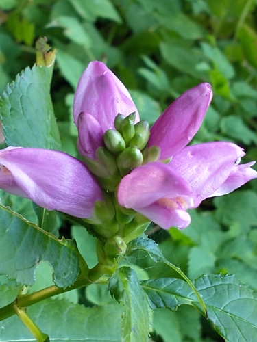 Chelone lyonii