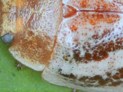 Paropsisterna semifumata