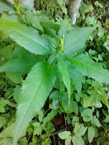 Chelone lyonii