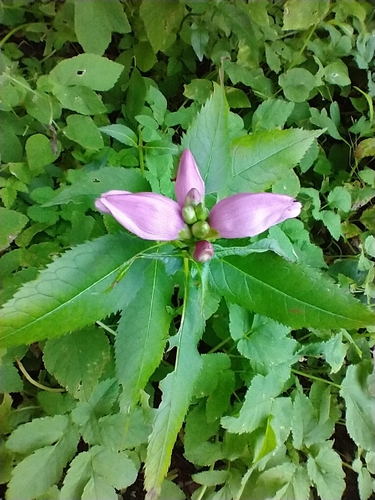 Chelone lyonii
