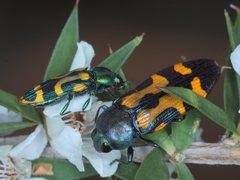 Castiarina flavopicta
