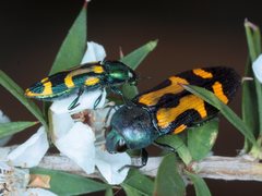 Castiarina flavopicta