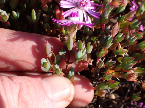 Image of Lampranthus debilis by (c) Eugene Hahndiek, some rights reserved (CC BY-SA)