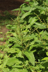 Rumex obtusifolius