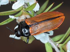 Castiarina rufipennis