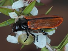 Castiarina rufipennis