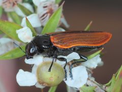 Castiarina rufipennis