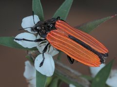 Castiarina nasuta