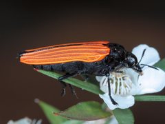 Castiarina nasuta