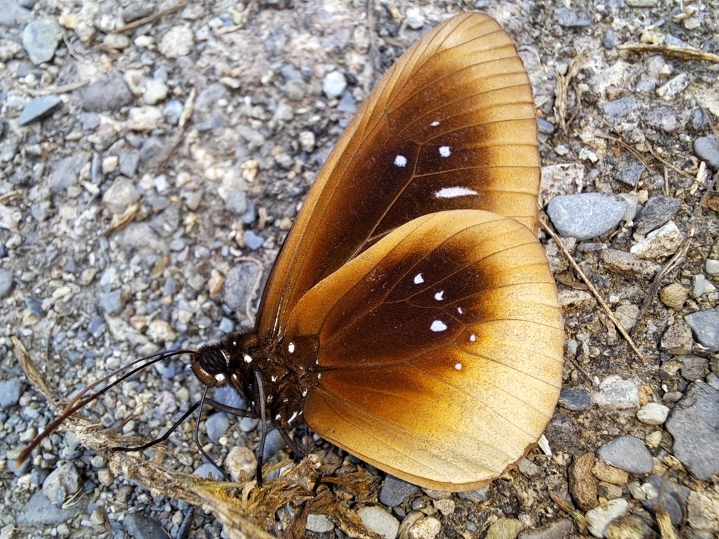 Wide-brand Crow (Euploea netscheri)