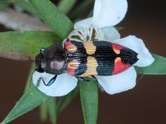 Castiarina bella