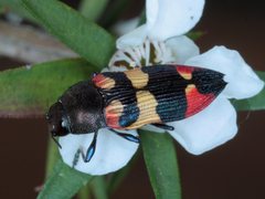 Castiarina bella