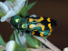 Castiarina flavopicta