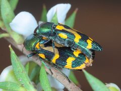 Castiarina flavopicta