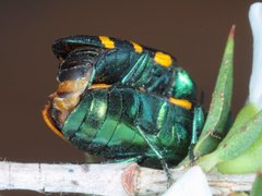 Castiarina flavopicta