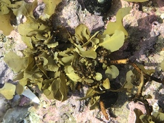 Sargassum incisifolium
